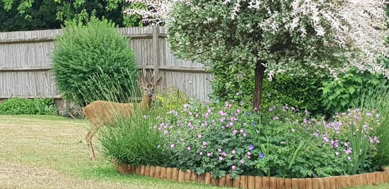 Ha'Penny Acre Bed & Breakfast Sherfield English Eksteriør bilde
